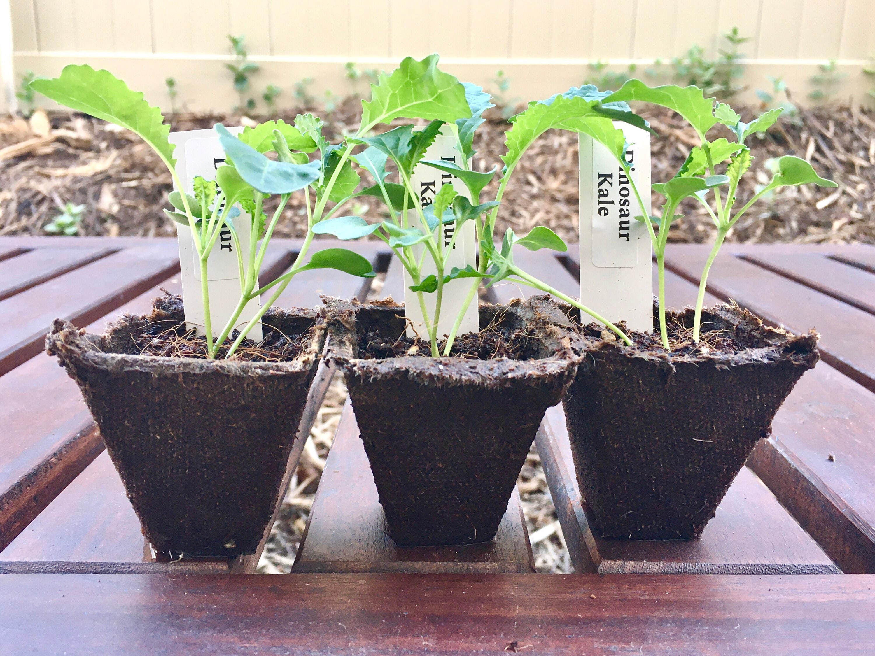 3 LIVE PLANTS Kale Dinosaur Lacinato Kale Seedlings Nero Di | Etsy