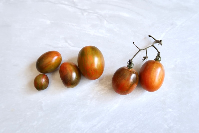 May include: Five brown and green heirloom tomatoes on a white marble surface. Two of the tomatoes are still attached to a vine.