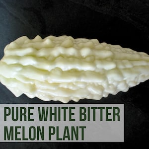 May include: A close-up of a white bitter melon, also known as a bitter gourd. The melon is long and has a bumpy, wrinkled texture. The text "LIVE PURE WHITE BITTER MELON PLANT" is printed below the melon.
