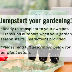 May include: Three small green plants in black plastic pots, ready to be transplanted. The plants are in a clear plastic tray with the text "Jumpstart your gardening! ~Ready to transplant to your own pot. ~Transition outdoors when your garden season starts, instructions provided. *Please read full description below for all plant details."