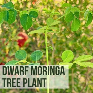 May include: A live dwarf moringa tree plant with bright green, compound leaves and a slender, upright stem. A white rectangular overlay at the bottom contains the dark green text: LIVE DWARF MORINGA TREE PLANT.