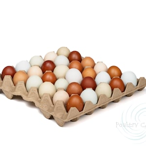 May include: A cardboard egg carton filled with a variety of brown, white, and blue eggs.