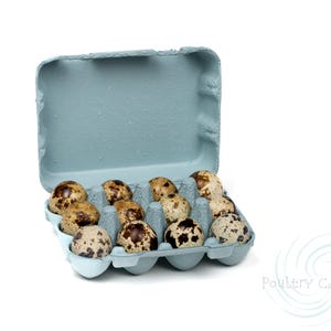 Blue Mist Paper Pulp Quail Egg Cartons (12 eggs)