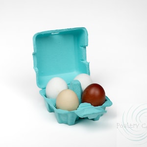 Turquoise Blue Paper Pulp Chicken Egg Cartons (4 eggs)