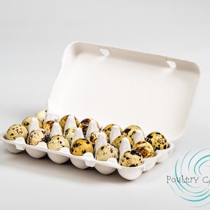 May include: A white cardboard egg carton filled with speckled quail eggs. The carton is open, revealing the eggs inside. The eggs are small, with brown and tan spots. The text "Poultry Cartons" is in the lower right corner.
