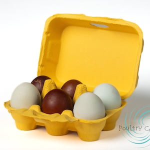 Sunny Side Up Yellow Paper Pulp Chicken Egg Cartons (6 eggs)