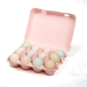 Bantam (Small Eggs) Pink Square Paper Pulp Egg Cartons (12 eggs)