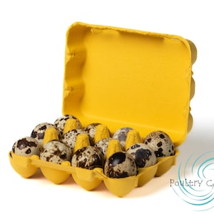 May include: A yellow cardboard egg carton with the lid open. The carton is filled with quail eggs. The eggs are speckled brown and white. The carton is sitting on a white surface. The text 