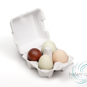 Gray Paper Pulp Chicken Egg Cartons (4 eggs)