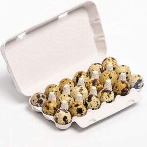 50 Paper Quail Egg Carton (18 eggs)