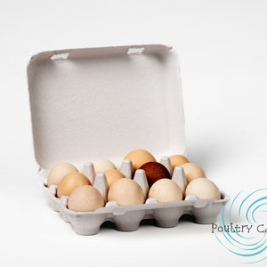 Bantam (Small Eggs) Gray Square Paper Pulp Egg Cartons (12 eggs)