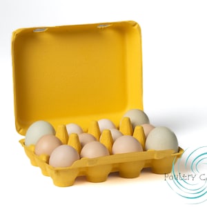 Bantam (Small Eggs) Sunny Side Up Yellow Square Paper Pulp Egg Cartons (12 eggs)
