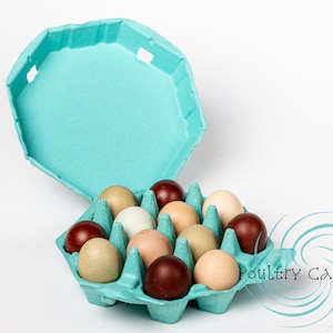 Turquoise Blue Octagon Egg Cartons