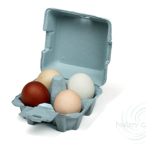 May include: Four eggs in a light blue cardboard egg carton. The eggs are different colors: brown, white, light brown, and beige.