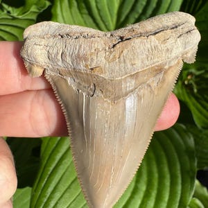 Fossiler Megalodon-Zahn - Otodus Chubutensis - Seltener Lee Creek Haizahn mit doppelt gekippter Höcker -2,85 ”Fossiler Haizahn -Fossiler Zahn