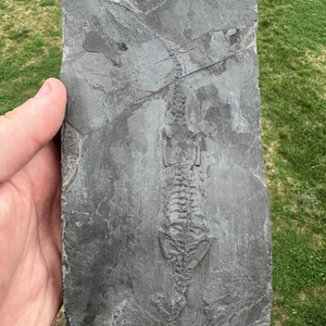 Unprepared Keichousaurus Fossil - Keichusaurus Fossil - Marine Dinosaur Fossils - Aquatic Dinosaur fossil - Keichousaurus Fossil image 1