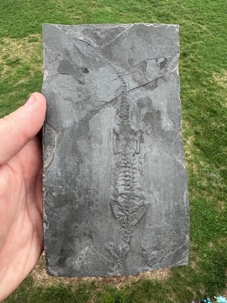 Unprepared Keichousaurus Fossil - Keichusaurus Fossil - Marine Dinosaur Fossils - Aquatic Dinosaur fossil - Keichousaurus Fossil image 1