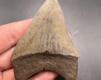 Beautiful Megalodon Shark Tooth  – Authentic 3.14”Fossil Megalodon Tooth  - Real Prehistoric Shark Teeth - Natural Fossil Collection Display