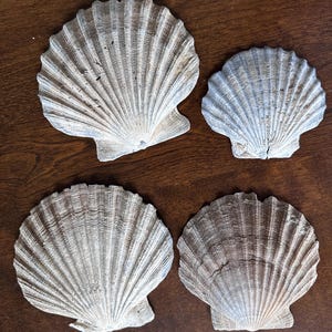 Puede incluir: Cuatro grandes conchas de vieira naturales con crestas en forma de abanico. Las conchas varían en color, desde beige claro hasta marrón, con una superficie ligeramente rugosa. Se presentan sobre una superficie de madera oscura, mostrando sus formas y patrones únicos.