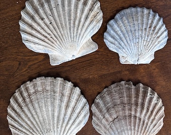 Large Set of 4 Fossilized Chesapecten Scallop Shell - Fossil Shell- Fossil Scallop - Shell Fossil - Fossil Chesapecten