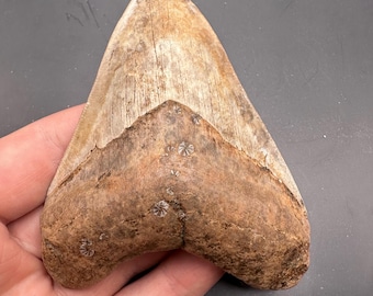 Rare Red Megalodon Tooth - 4.03” Megalodon Tooth - Fossil Megalodon Tooth - Shark Teeth - Fossil Shark Teeth - Megalodon Teeth