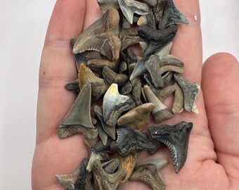 良質の化石サメの歯30本 - 完全な化石サメの歯30本入りバッグ - 小型