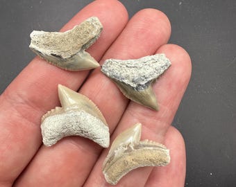 A Grade Fossil Tiger Shark Teeth set of 4 - Large Fossil Tiger Shark Teeth from Lee Creek Mine -  Tiger Shark Teeth - Fossil Shark Teeth