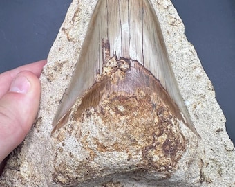 Fossil Megalodon Tooth on Matrix! -  Stunning Brown Megalodon Tooth Fossil  - 4.67” Fossil Shark Tooth - Sharks Teeth - Fossil