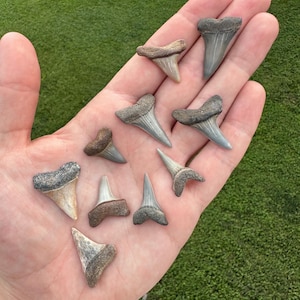 Jewelry Grade Fossilized Shark Teeth Set of 10 - Stunning Coloration Shark Teeth - Fossil Shark Teeth - Mako Shark Teeth - Sharks Teeth