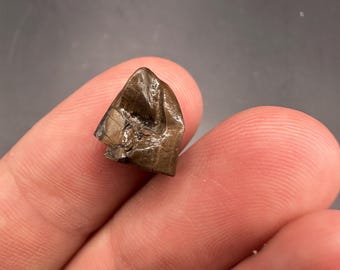 Triceratops Tooth - Triceratops Fossil Dinosaur Tooth - Fossil Dinosaur Tooth - Triceratops Fossil Tooth - Fossil Dinosaur Tooth