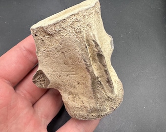 Large Fossil Cetacean Vertebrae - Nearly Complete Unique Fossil Vertebrae - Large Fossil Vertebrae - Fossil Bone - Fossil - 5+million yo