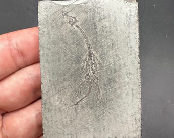 Tiny Newborn Keichousaurus Fossil with Teeth - Keichousaurus - Marine Dinosaur - Dinosaur Fossil -Keichousaurus Hui Fossil