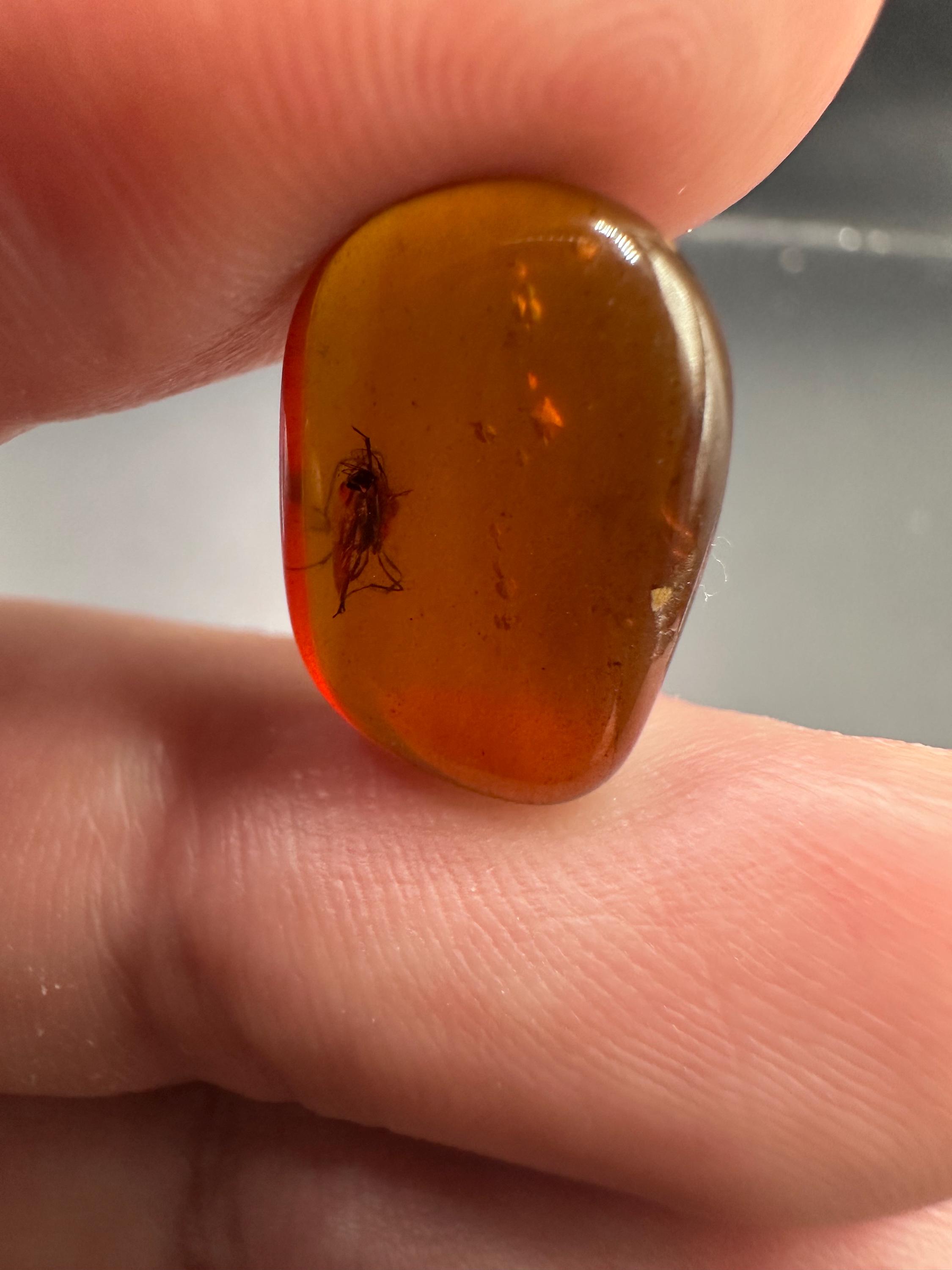 本物の化石琥珀（昆虫入り） - 天然化石琥珀昆虫5個セット - 白亜紀