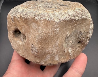 Large Fossil Cetacean Vertebrae- Unique Fossil Vertebrae - Small Fossil Vertebrae - Fossil Bone - Fossil Sea Mamma1