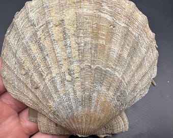 Fossilized Chesapecten Shell - Whole Fossil Shell - Fossil Shell - Shell Fossil - Sea Shell - Fossil