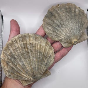Large Fossilized Chesapecten Scallop Shell - Fossil Shell with Fossil Barnicles - Fossil Scallop - Shell Fossil - Very Fragile