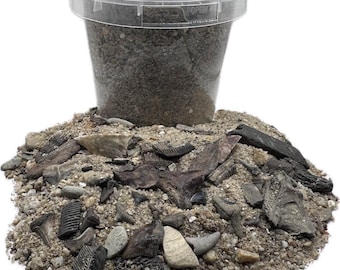 4lb Fossil Dig Kit 75+ Fossils/Fossil Shark Teeth + Small Megalodon Tooth Fragment - Fossil & Shark Teeth Sifting Kit - Fossil Dig Bucket