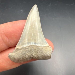 May include: A fossilized shark tooth featuring a smooth, triangular, light-colored enamel crown that tapers to a sharp point. The base, or root, is wider, textured, and has a dull, earthy gray-brown appearance, contrasting with the glossy crown.