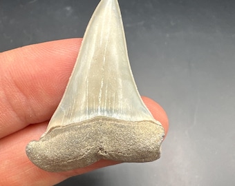 Perfect 1.7" Fossil Shark Tooth - Mako Shark Teeth - Shark teeth - Fossil Mako Shark -  Fossil Teeth - Fossil Shark Teeth