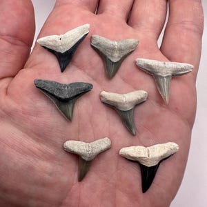 A+ Grade Fossil Shark Teeth - Jewlery Grade Rare Colored - Set of 7 Excellent Quality Bone Valley Teeth - Fossil Shark Teeth - Fossil Teeth
