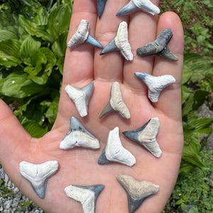 Denti di squalo fossili completi di grado A+ - Lotto di 15 denti di squalo fossili di grado Bone Valley Jewlery - Denti di squalo fossili - Denti di squalo