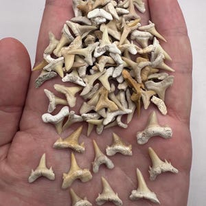 Shark Teeth - Bag of 30 Fossil Shark Teeth - Bag of 30 Small Complete Teeth .5 -.75” - Fossil Shark Teeth -  Shark Tooth - Fossil Teeth
