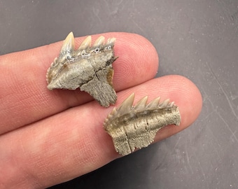 Rare Fossilized Cow Shark Tooth - Fossil Shark Tooth - Cow Shark Tooth from Lee Creek NC  - Cow Shark Teeth -  Fossilized Cow Shark Tooth