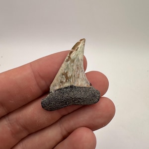 Stunning Colored Fossilized Mako Shark tooth - Shark Teeth 1.55 in length - Fossil Mako Tooth - Fossil Shark Teeth -Fossil Teeth