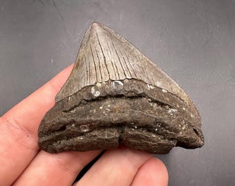 Very Wide Fossil Megalodon Tooth - 2.5x2.4” Megalodon Tooth - Fossil Megalodon Tooth - Shark Teeth - Fossil Shark Teeth - Fossil