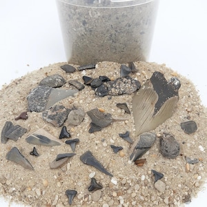 May include: A clear plastic bucket filled with light tan sand and a collection of various fossilized shark teeth in shades of gray, black, and brown. The teeth are scattered across a pile of sand, displaying diverse shapes, sizes, and textures.