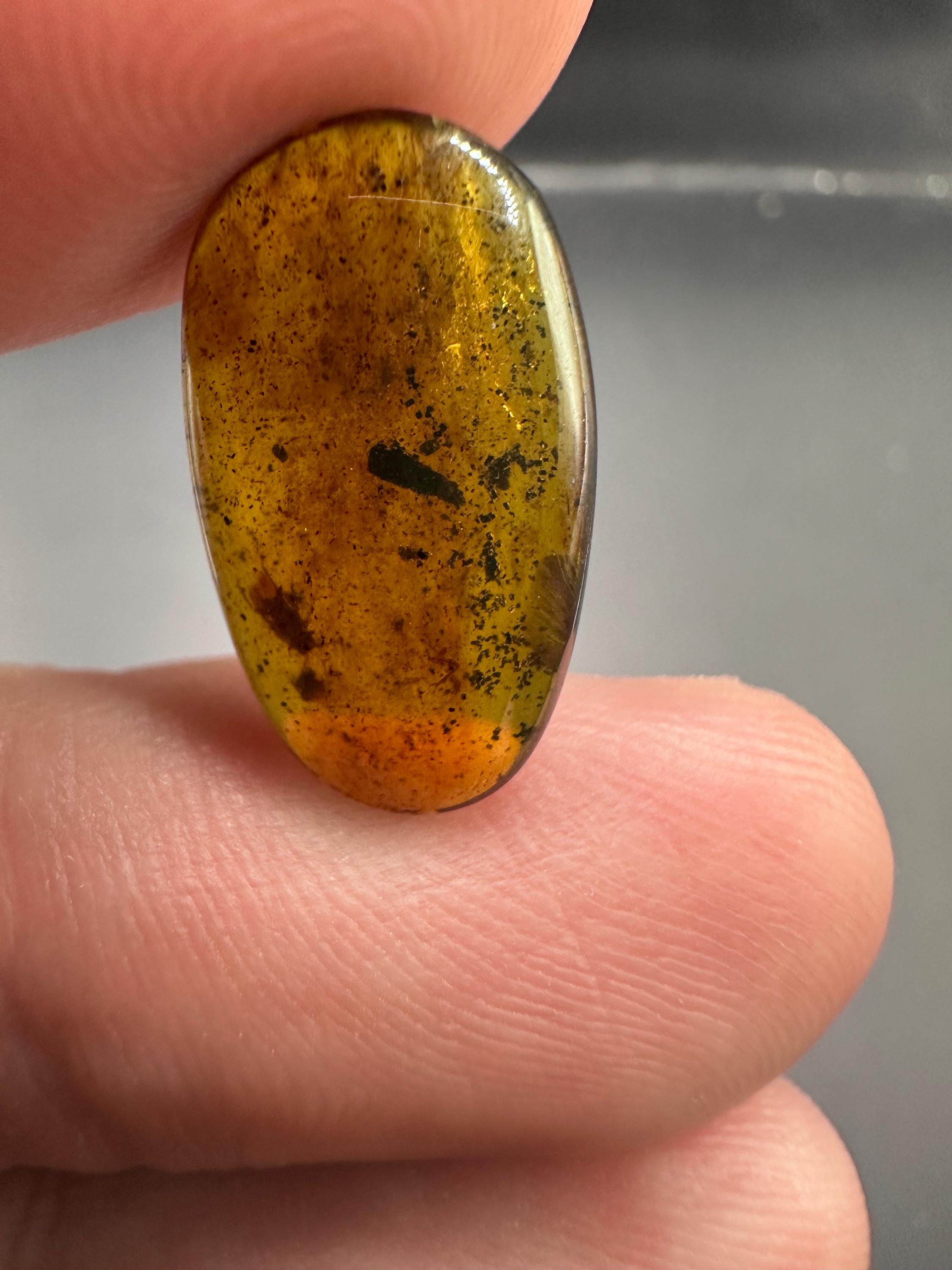 本物の化石琥珀（昆虫入り） - 天然化石琥珀昆虫5個セット - 白亜紀