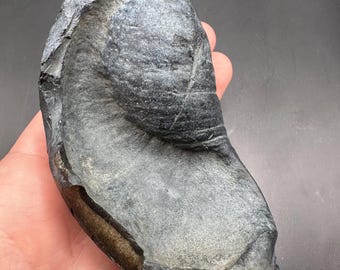 Huge Fossil Bulla Bones - Inner Ear Bone - Fossil Bone - Fossil Mammal Ear Bone - 10+ million years old.