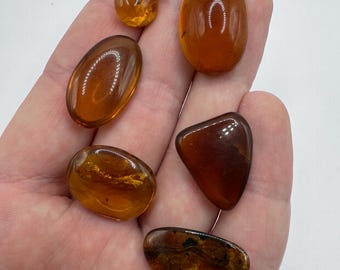 Genuine Fossil Amber with Insects - Lot of 5 Natural Fossilized Amber Insect - Cretaceous era Amber -  Fossil Bug in Amber - Insect in Amber