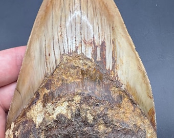 Large Fossil Megalodon Tooth -  Stunning Colored Megalodon Tooth Fossil  - 5.64” Fossil Shark Tooth - Sharks Teeth - Fossil